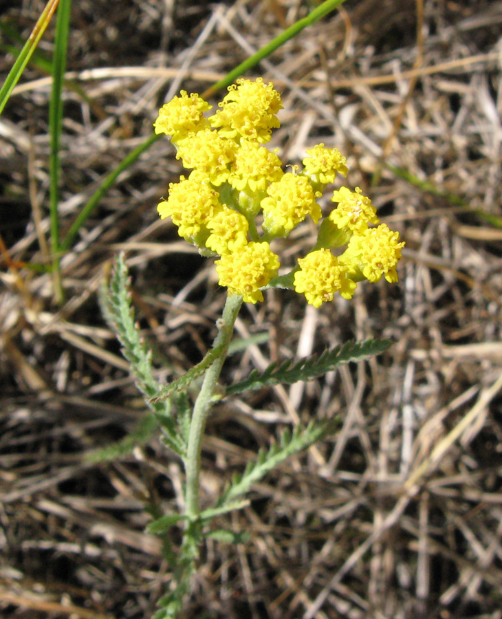 Изображение особи Achillea micrantha.