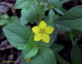 Lysimachia nemorum. Верхушка побега с цветком. Украина, Ивано-Франковская обл., Надворнянский р-н, Природный заповедник \"Горганы\", лиственный лес. 16 июня 2011 г.