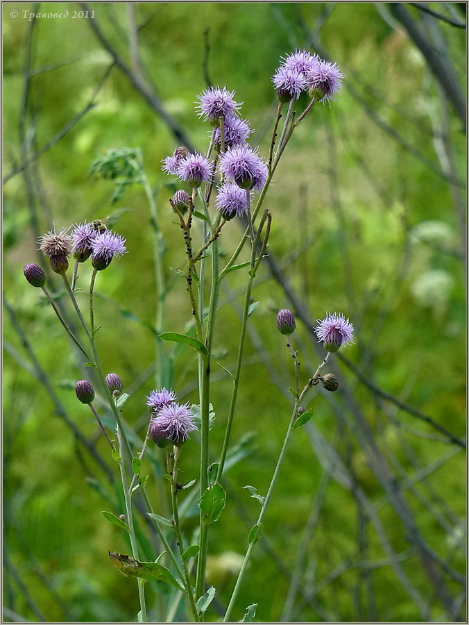 Изображение особи Cirsium setosum.