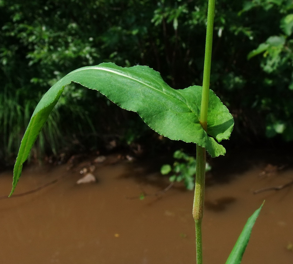 Изображение особи Bistorta manshuriensis.