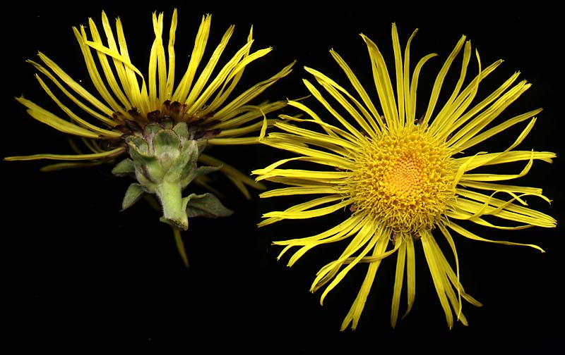 Изображение особи Inula helenium.