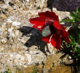 Anemone coronaria