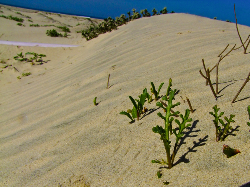 Image of Senecio glaucus specimen.