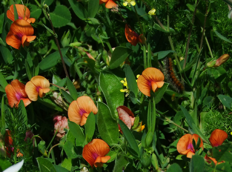 Image of Lathyrus blepharicarpus specimen.