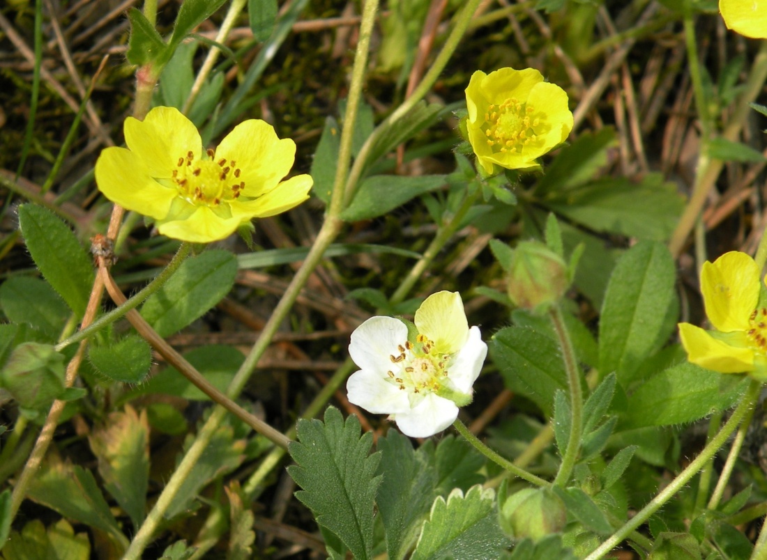 Изображение особи Potentilla incana.