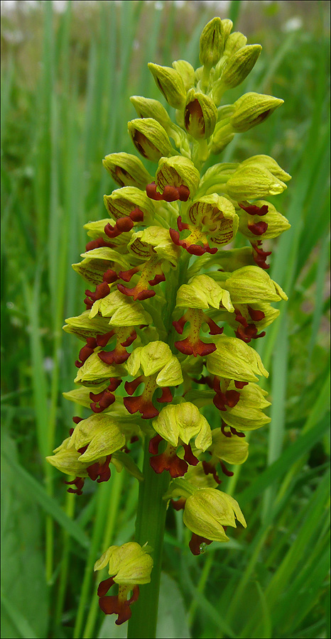 Изображение особи Orchis punctulata.