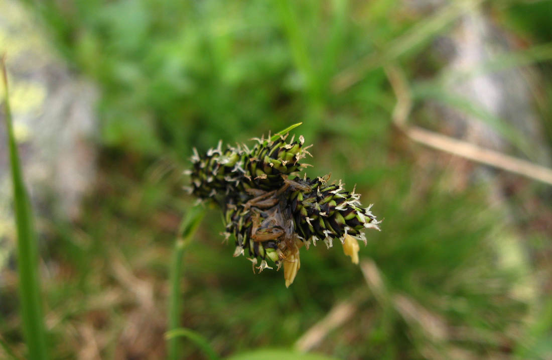 Image of Carex medwedewii specimen.