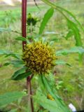 Bidens radiata