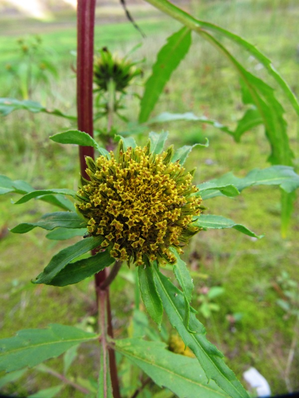 Изображение особи Bidens radiata.