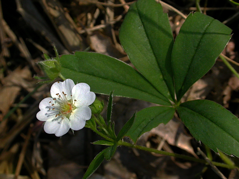 Изображение особи Potentilla alba.