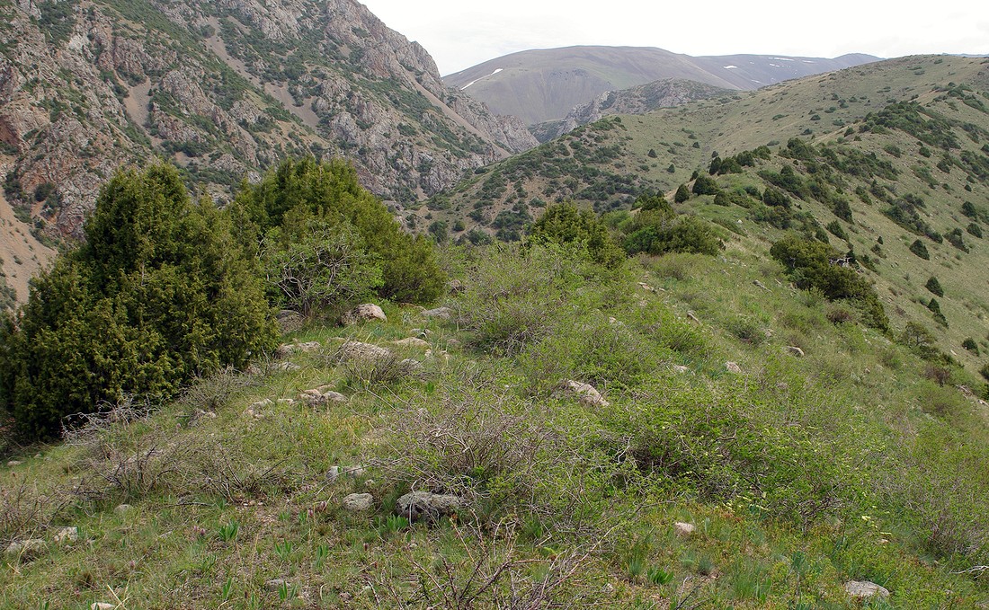 Image of Juniperus semiglobosa specimen.