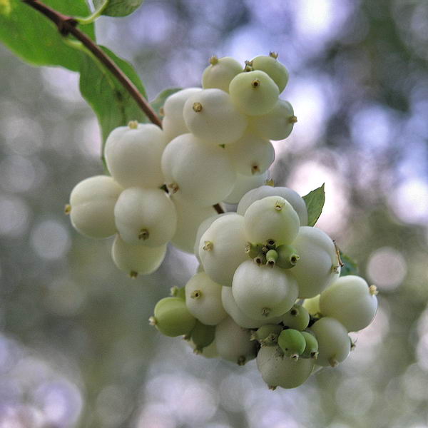 Image of Symphoricarpos albus var. laevigatus specimen.