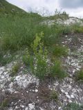 Galium calcareum