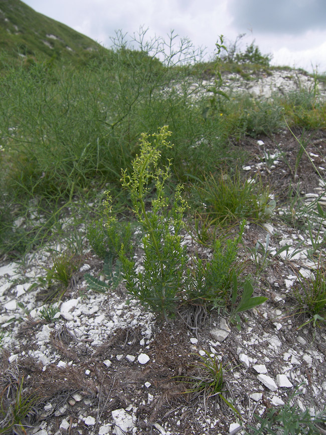 Изображение особи Galium calcareum.