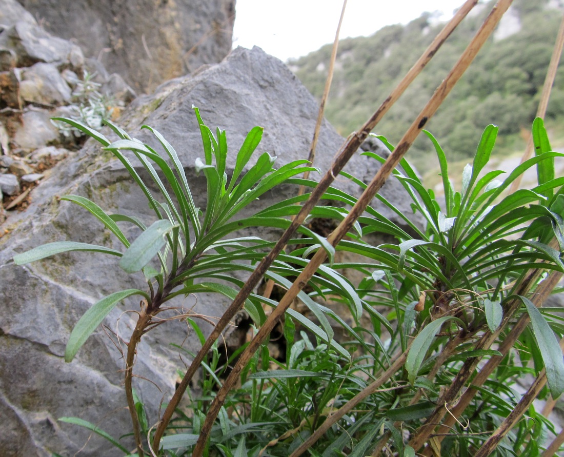 Изображение особи Erysimum gorbeanum.