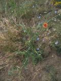 Glaucium corniculatum