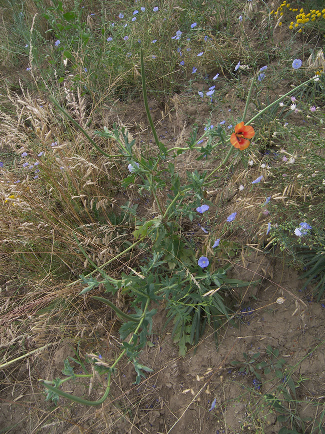 Изображение особи Glaucium corniculatum.