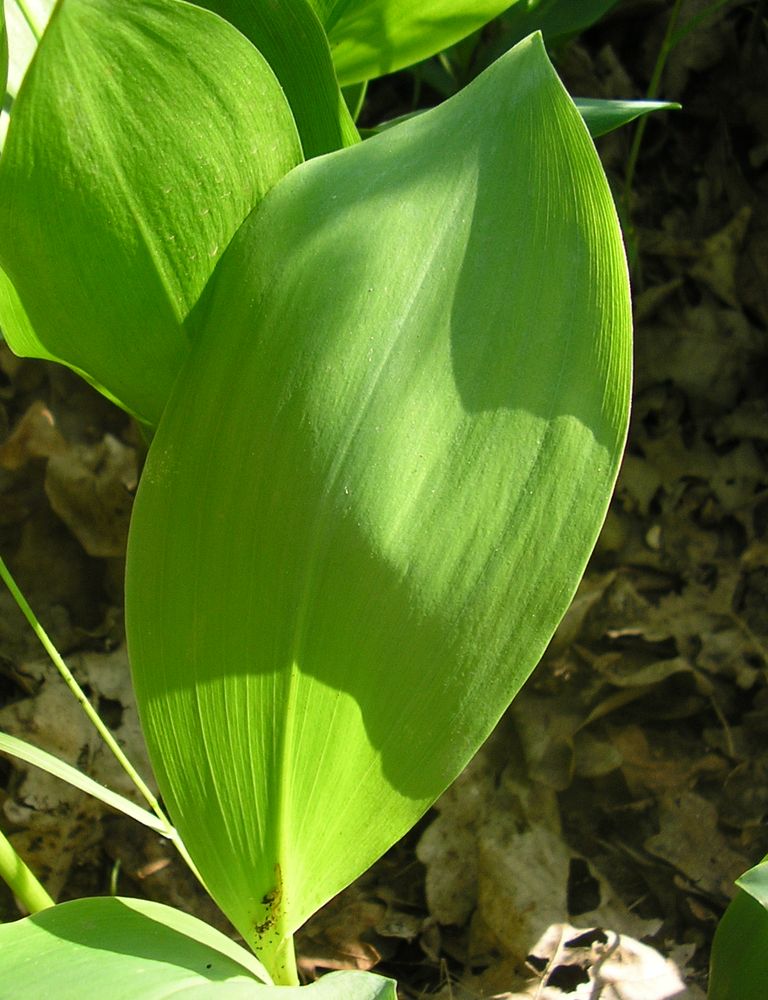 Изображение особи Convallaria majalis.