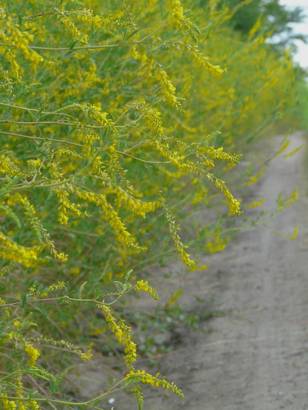 Изображение особи Melilotus officinalis.