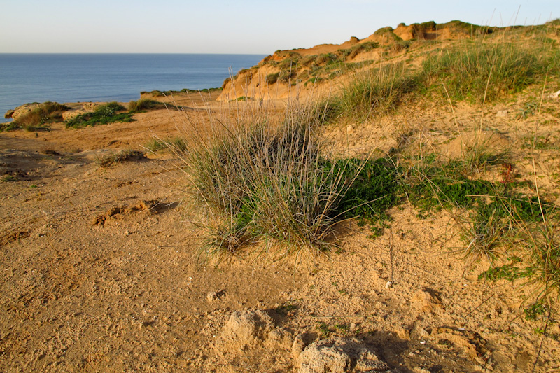 Изображение особи Elytrigia juncea.