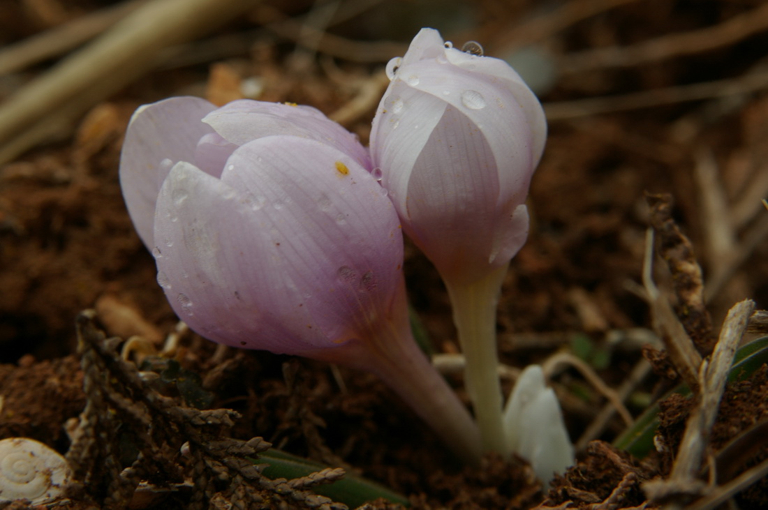 Image of Colchicum triphyllum specimen.