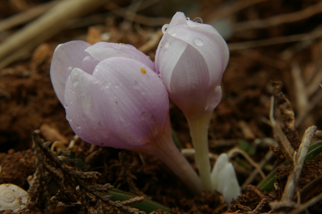 Изображение особи Colchicum triphyllum.