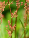 Rumex acetosa. Часть соцветия. Мурманская обл., Кандалакшский р-н, пос. Лувеньга, окраина приморского луга. 30.06.2010.