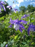 Aquilegia olympica