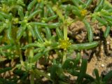 Tetraena simplex