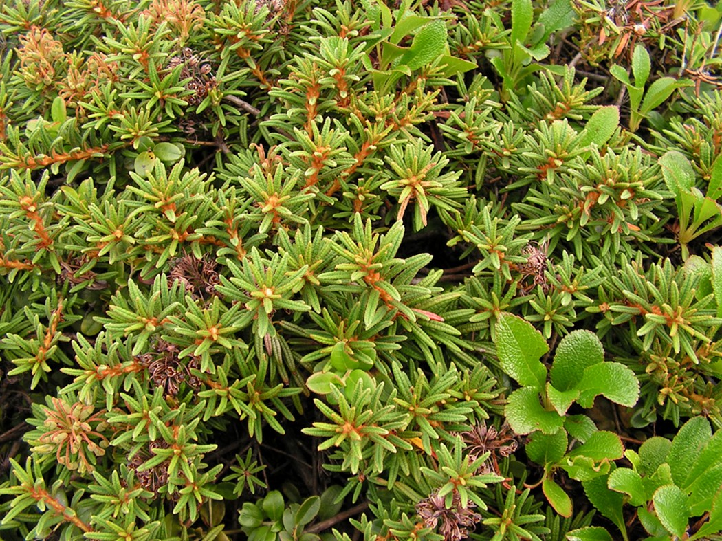 Image of Ledum decumbens specimen.