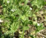 Veronica arvensis