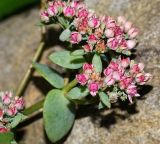 Hylotelephium ewersii. Верхушка растения с соцветиями. Московская обл., дачный участок. 16.08.2007.