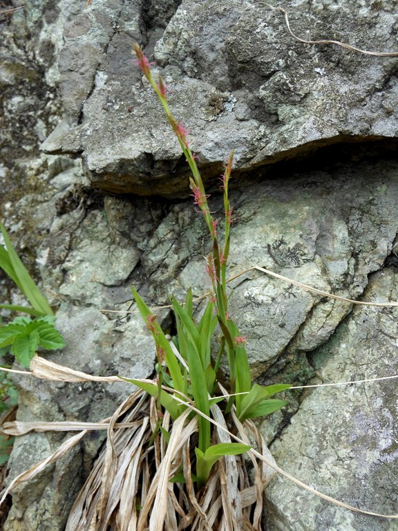 Image of Carex siderosticta specimen.