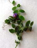 Lathyrus humilis