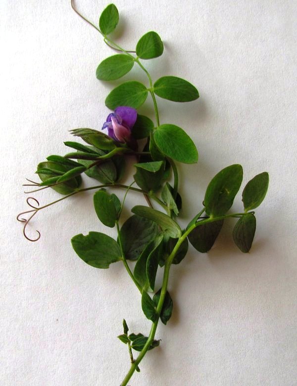 Image of Lathyrus humilis specimen.