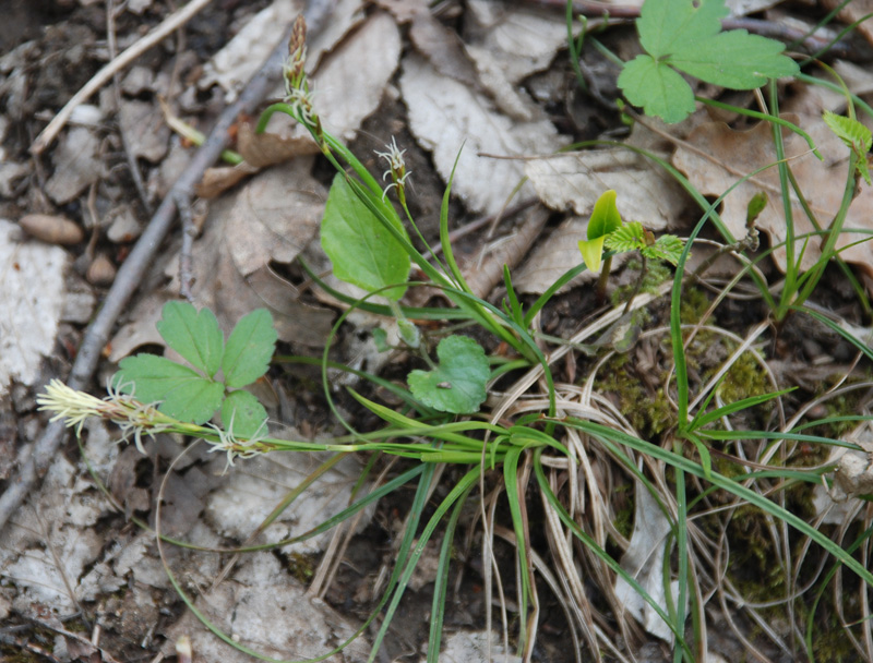 Image of Carex halleriana specimen.