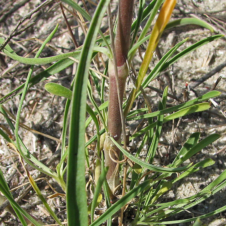 Image of Silene media specimen.