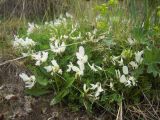 род Astragalus