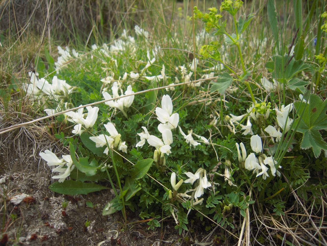 Изображение особи род Astragalus.