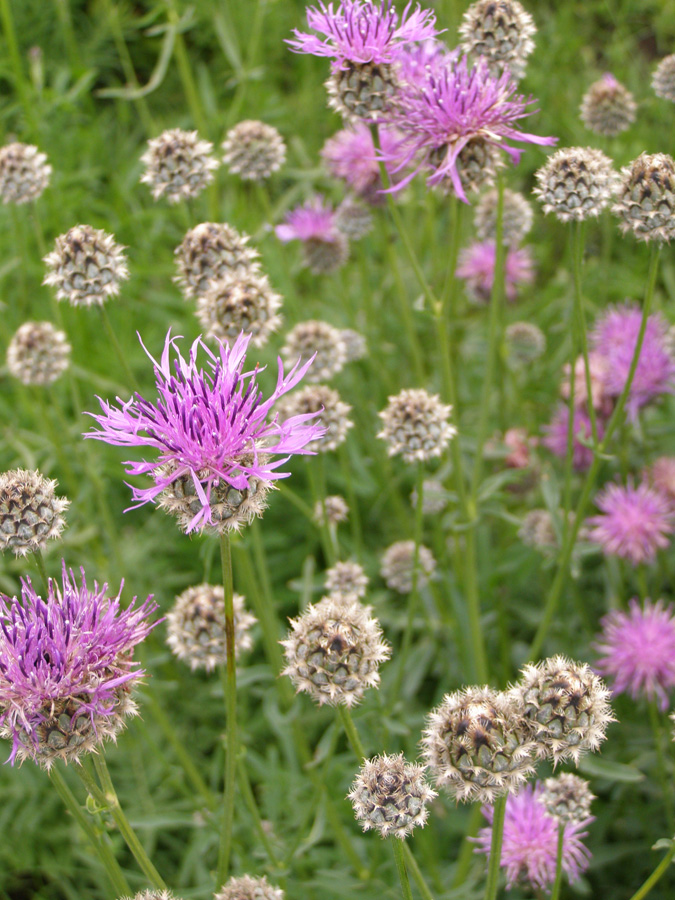 Image of Centaurea scabiosa specimen.