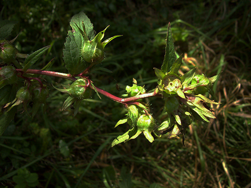 Image of Campanula trachelium specimen.