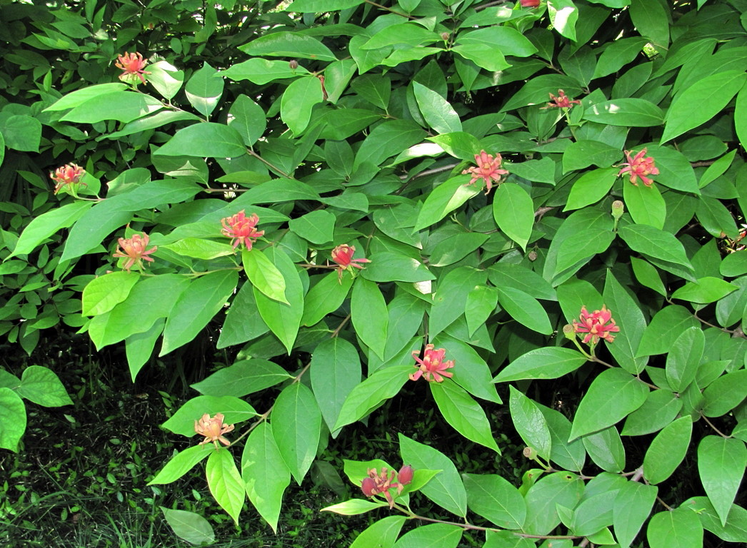 Изображение особи род Calycanthus.