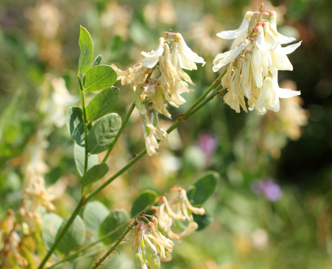 Изображение особи Hedysarum flavescens.