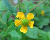 Geum aleppicum