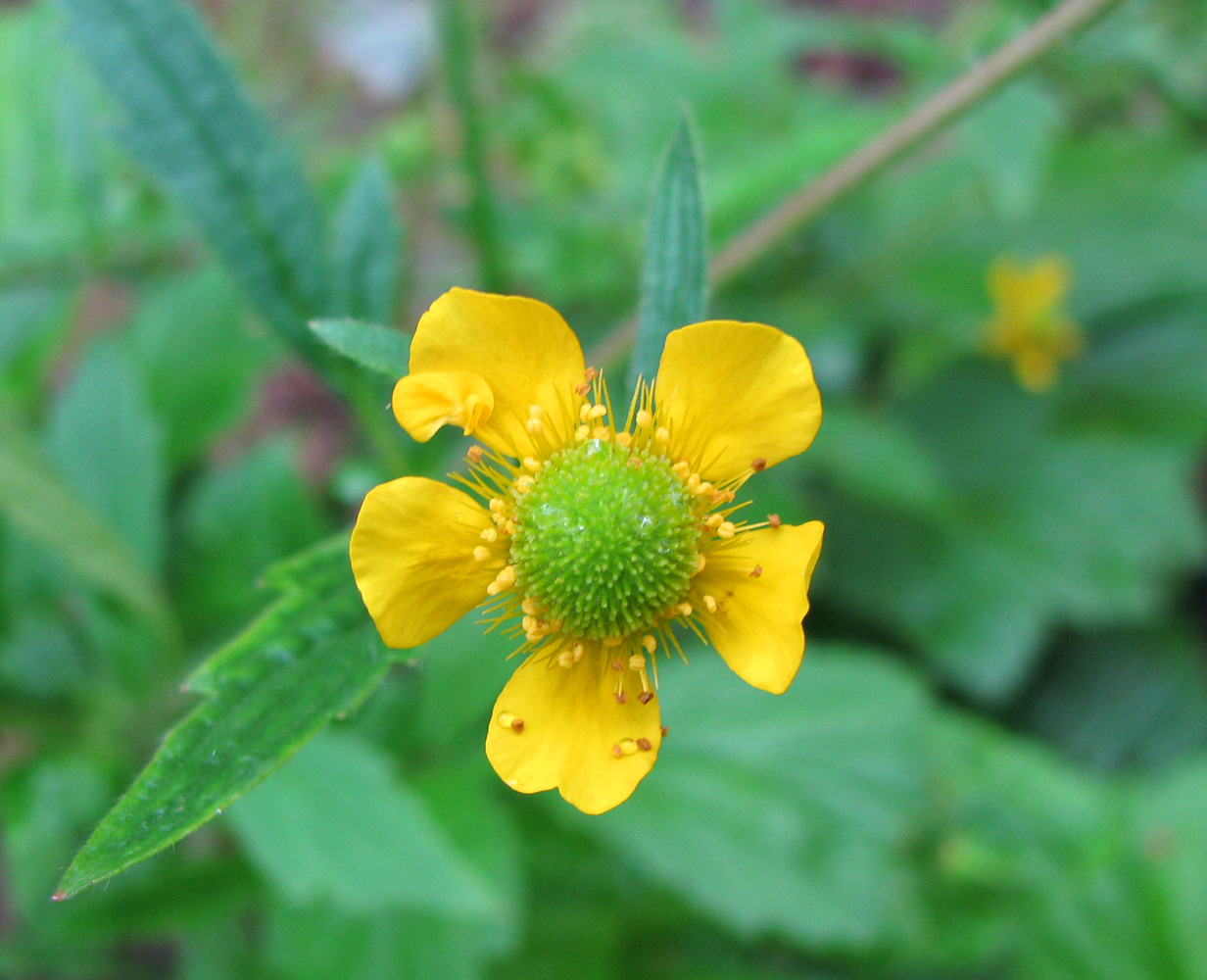 Изображение особи Geum aleppicum.