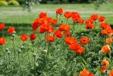 Papaver setiferum