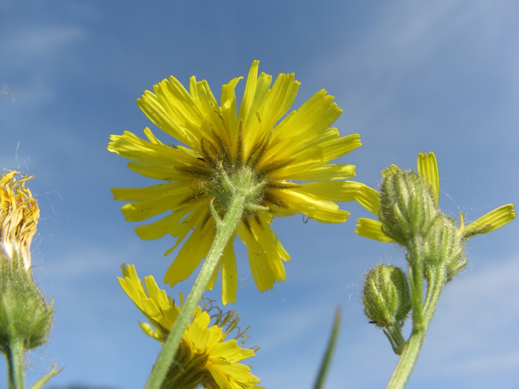 Изображение особи Crepis tectorum.