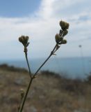 Asperula tenella. Верхняя часть растения с созревающими плодами. Южный берег Крыма, окр. пос. Гурзуф, ур. Мертвая долина. 03.07.2012.