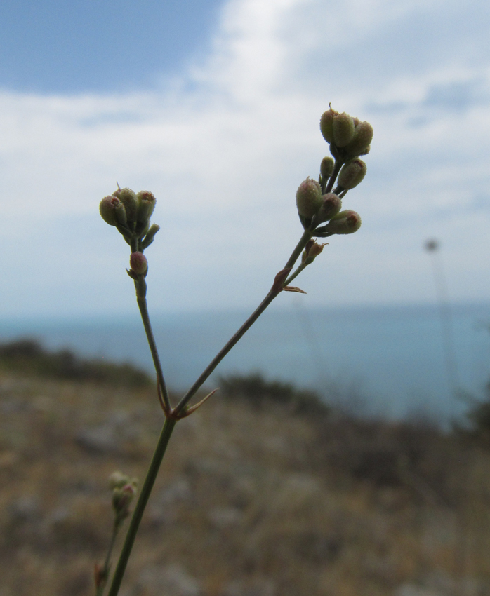 Image of Asperula tenella specimen.