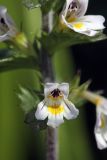 Euphrasia brevipila